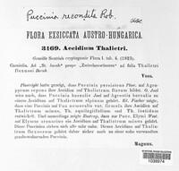 Puccinia recondita image